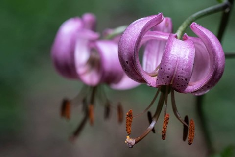 Martagon lily (Lilium martagon), Emsland, Lower Saxony, Germany