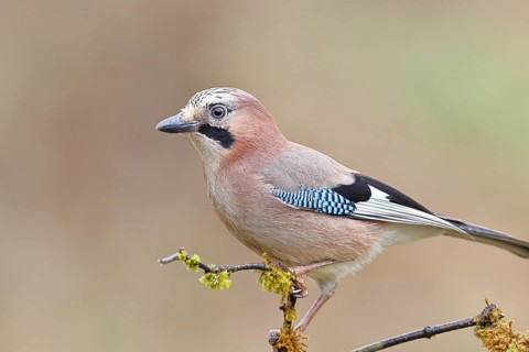 Eurasian Jay (Garrulus glandarius), perched on a twig, Wilnsdorf, North Rhine-Westphalia, Germany