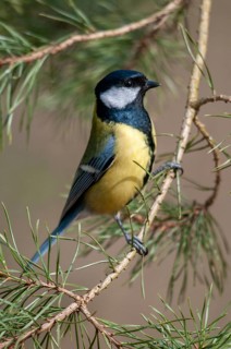Great tit, great tit, parus major, birds, high size, portrait format, tits, passeri, songbirds,