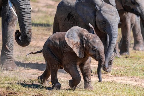 Young animal, herd of African elephants (Loxodonta africana), Addo Elephant National Park, Eastern