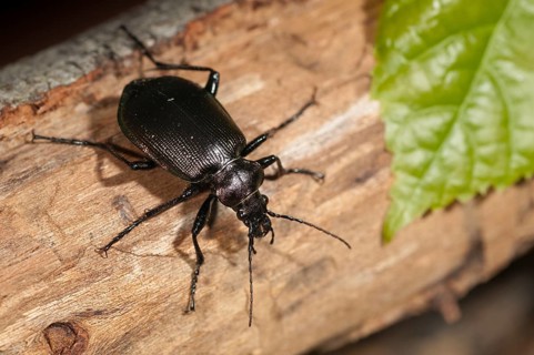 Calosoma inquisitor, small doll predator, climbing beetle, lesser searcher, beetle, coleoptera,