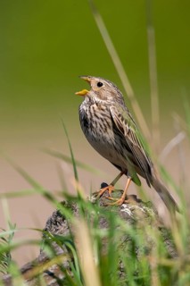Brandenburg, Corn Bunting, Germany, Emberiza Calandra, Corn Bunting, Miliaria Calandra, Nabu, Nabu