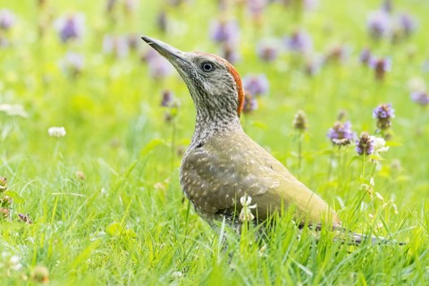 A young green woodpecker (Picus viridis) is perched on a green meadow, surrounded by purple
