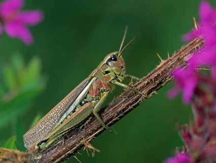 Caelifera, field locusts, grasshoppers, short-feeler scare, mecostethus grossus, stethophyma