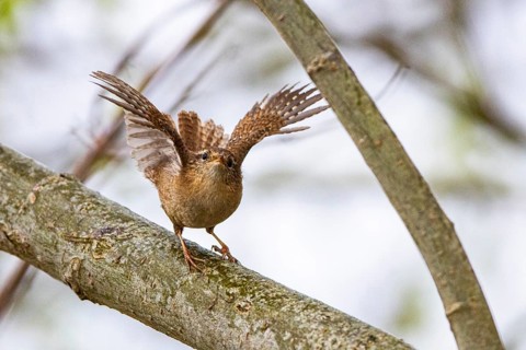 Wren (troglodytes troglodytes) Germany