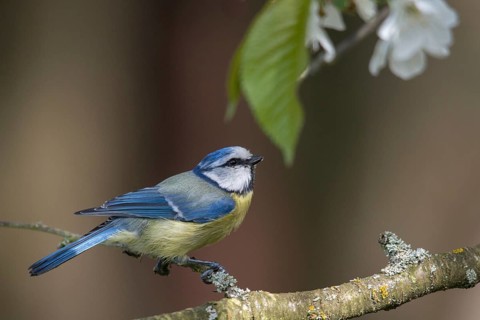 Blue tit, fruit tree blossom, parus caeruleus, birds, spring, tits, passeri, songbirds, songbirds,
