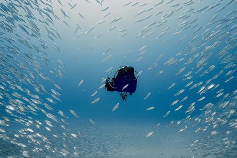 A diver is surrounded by a school of European sardines (Sardina pilchardus) in the blue underwater