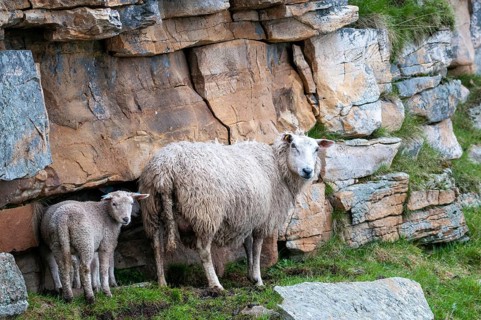 Artiodactyla, domestic sheep, even-toed ungulate, domestic sheep, Norway, Ovis Gmelini aries,