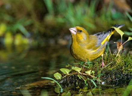 Carduelis Chloris, Chloris Chloris, Greenfinch, Greenfinch, Greenfinch, Greenfinch, Greenfinch,