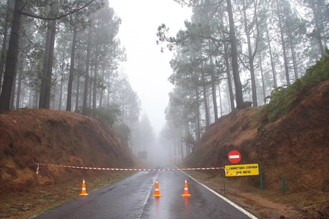 Foggy forest road with barrier and trees on both sides, Teide, Parque Nacional del Teide, Teide
