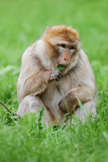 Barbary macaque or magot (Macaca sylvanus) sits in a meadow and eats, occurring in Morocco, Algeria