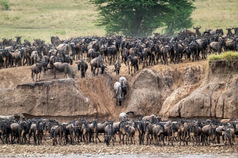 The Great Migration, huge herds of wildebeest (Connochaetes taurinus) on the Mara River, Serengeti,