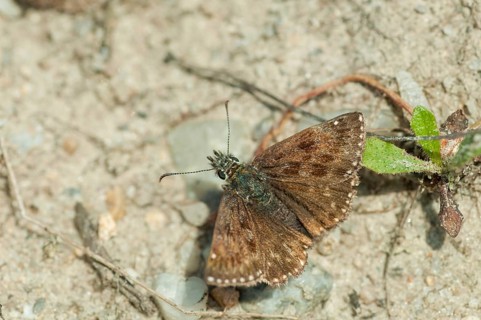 Dingy skipper, dark-headed butterfly, insects, butterflies, insects, butterflies, butterflies,