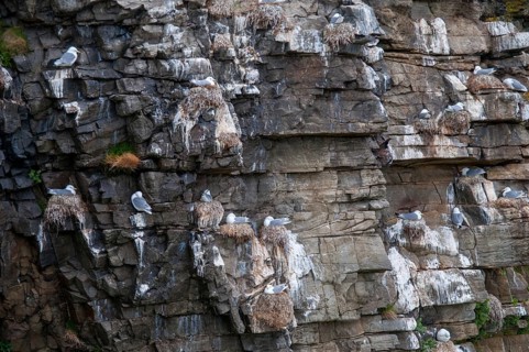 Black-legged Kittiwake, Black-legged Kittiwake, Norway, Rissa Tridactyla, Varanger, Birds,