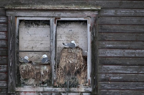 Black-legged kittiwake, kittiwake, Norway, rissa tridactyla, varanger, birds, breed, brood,