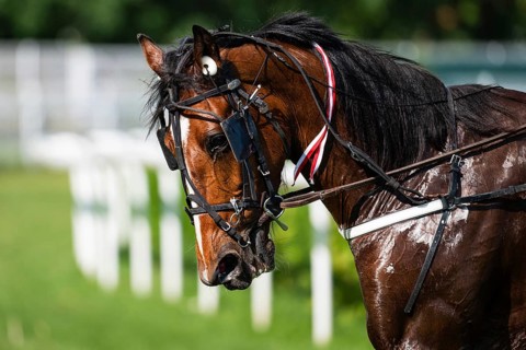 Close-up of horse's head with sweat and water on coat, visible bridle and reins, realistic detail