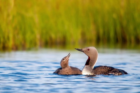 Finland, gavia stellata, red-throated diver, stardiver, birds, diver, gaviidae, grebe, adolescent,