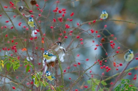 Blue tit, tree sparrow, dog rose, parus caeruleus, passeri, plants, snow, songbirds, sparrow,