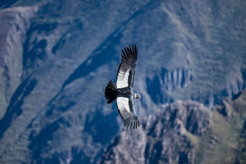 Condor, Andean condor (Vultur gryphus), New World vulture, Cañón del Colca, Colca Canyon, southern