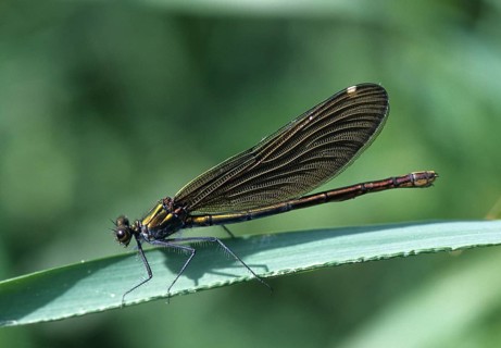 Beautiful demoiselle, blue-winged dragonfly, Calopteryx virgo, dragonfly, damselflies, female,
