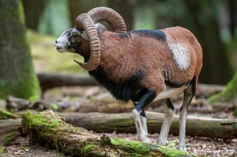 Artiodactyla, even-toed ungulate, mouflon, mouflon, mouflon, ovis gmelini musimon, cloven-hoofed,