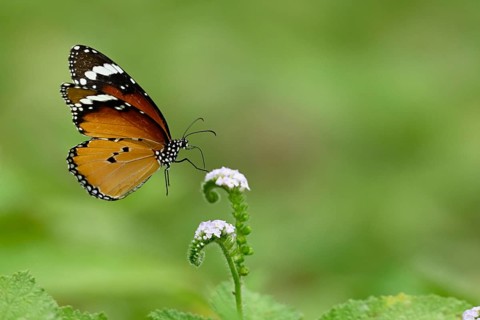 Plain Tiger butterfly (Danaus chrysippus) feeding on a wildflower, Sreepur, Gazipur, Bangladesh