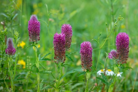 Fabaceae, foxtail clover, ornamental clover, purple clover, butterflies, trifolium rubens, flora,