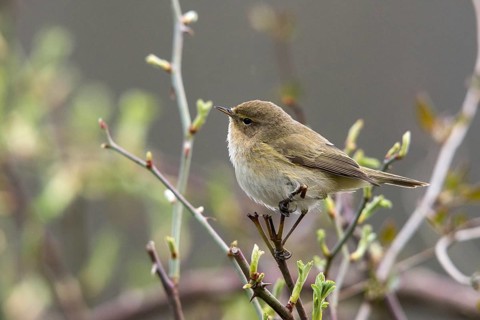 Chiffchaff, phylloscopus collybita, zilpzalp, birds, passeri, songbirds, birds