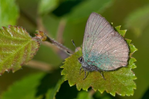 Blackberry tip, Callophrys Rubi, Finland, Gren Hairstreak, green pointed fallow, butterfly,