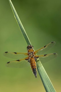 Four-spotted chaser dragonfly (Libellula quadrimaculata) adult insect resting on a reed stalk,