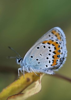 Argus blue, plebeius argus, silver-studded blue, butterfly, high size, portrait format, insects,