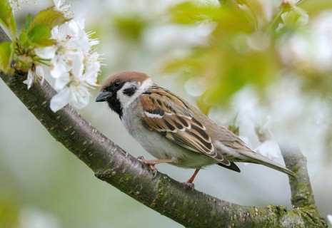 Tree Sparrow, Passer Montanus, Sparrow, Birds, Spring, Garden, Meadow Orchard, Passeri, Songbirds,
