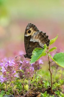 Hipparchia alcyone, Hipparchia hermione, small forest porter, rock grayling, butterfly, high size,