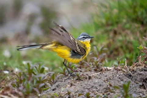 Motacilla Flava, Sheeptail, Western Yellow Wagtail, Meadowtail, Yellow Wagtail, Bath, Birds, Male,