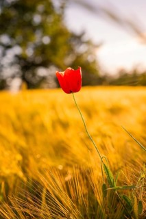 Red poppy rising in front of a golden field at sunset, Gechingen, Hecken and Gäu region, Landreis