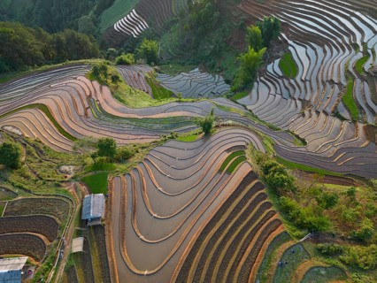 Aerial view of rice terraces setting new fresh green rice, new fresh green rice seedlings at Mù