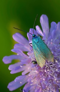 Flake green ram, green ram, jordanita globulariae, high size, portrait format, insects, moths,