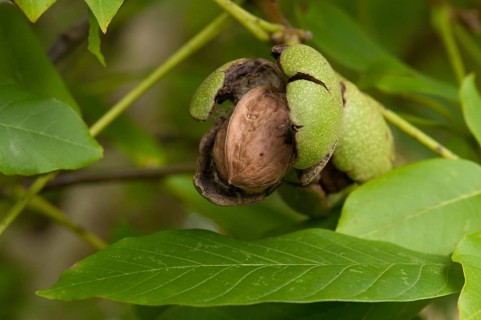 Real walnut, English walnut, Juglandaceae, Juglans regia, Madeira walnut, Persian walnut, walnut