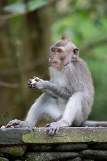 A monkey sits pensively on a rock in the dense, green forest, a crab-eating macaque (Macaca