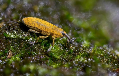 Lixus cf. punctiventris, Lixus punctiventris, Pippau stem weevils, weevils, beetles, coleoptera,