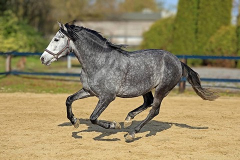 Andalusian, Pura Raza Española, Fröndenberg, North Rhine-Westphalia, Germany, jumps for joy, lots