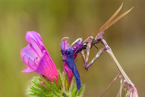 Empusa pennata, crested mantis, Conehead mantis, Extremadura, mantis, insects, Spain