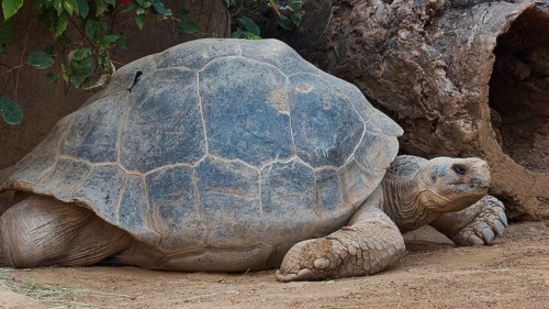 A large tortoise (Chelonoidis nigra) lying on the ground next to rocks, Loro Parque, Puerto de la