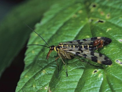 Panorpa spec., scorpionfly spec., insects, scorpionfly