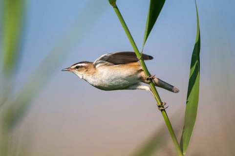 Acrocephalus Schoenobaenus, Sedge Warbler, Birds, Flying, Flight, Passeri, Songbirds, Birds,
