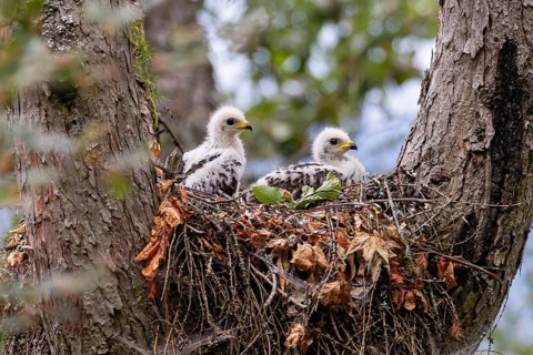 Honey Buzzard (Pernis apivorus), close-up, two chicks with white down feathers in their nest on a