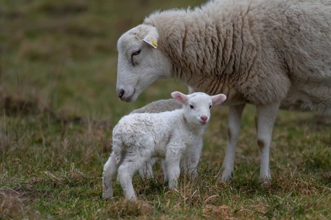 Sheep, Moorschnucke with their two lambs, Othenstorf, Mecklenburg-Western Pomerania, Germany