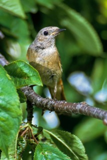 Garden redtail, Phoenicurus phoenicurus, redstart, birds, female, garden birds, high size,