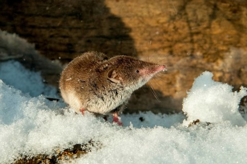 Crocidura Russula, Greater White-Toothed Shrew, House Shrew, Insectivora, Insectivora, Mammals,