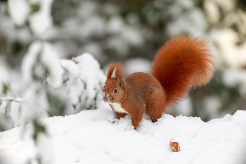 Before the squirrel (Sciurus vulgaris) collects another hazelnut, the surroundings are observed